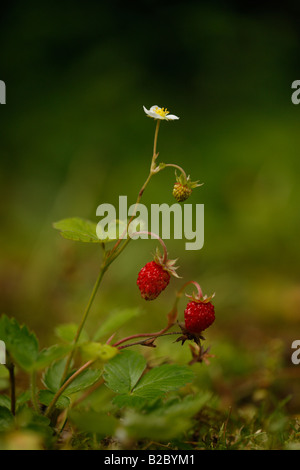 Fraisier Fragaria vesca Midlands Juillet Banque D'Images