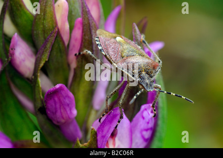 Prunelle shield bug (Dolycoris baccarum) sur un Early Purple Orchid (Orchis mascula) Banque D'Images