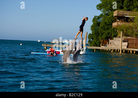 Dolphin trainer poussés hors de l'eau par un dauphin à un spectacle touristique, Grand dauphin (Tursiops truncatus), Roatán Banque D'Images