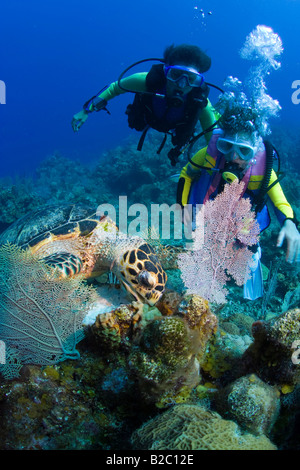 Les jeunes filles l'observation d'un plongeur sur la tortue imbriquée (Eretmochelys imbricata), l'alimentation, le Honduras Roatán, Caraïbes Banque D'Images