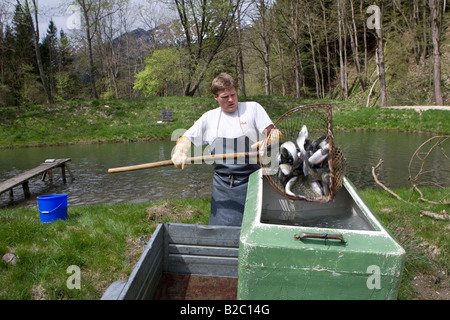 Chargé de la truite vivant dans un moyen de transport à l'arrière d'une remorque, pisciculture, Styrie, Autriche, Europe Banque D'Images