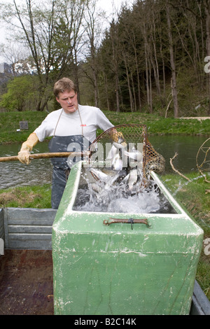 Chargé de la truite vivant dans un moyen de transport à l'arrière d'une remorque, pisciculture, Steiermark, Autriche, Europe Banque D'Images