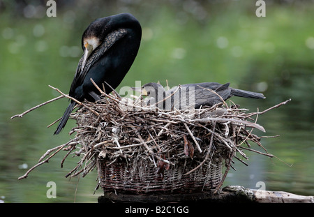 Grand cormoran ou Noir Shag (Phalacrocorax carbo) avec ses jeunes Banque D'Images