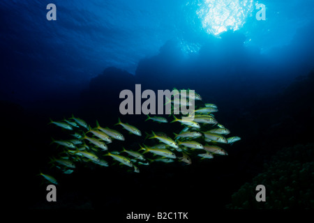 L'École de l'albacore (Goatfish Mulloidichthys vanicolensis) patrouiller la jante d'un océan de tranchée, Red Sea, Egypt, Africa Banque D'Images