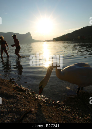 Cygne tuberculé Cygnus olor, Banque D'Images