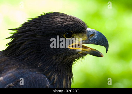 Jeune pygargue à tête blanche (Haliaeetus leucocephalus) Banque D'Images