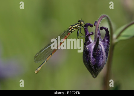 Grande Libellule Pyrrhosoma nymphula (rouge), Imago Banque D'Images