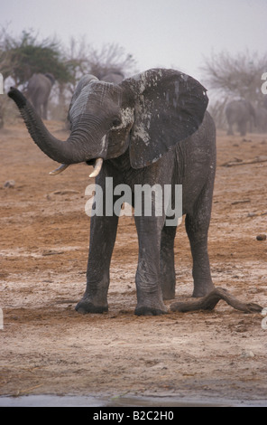 La savane africaine ou Bush Elephant (Loxodonta africana) Banque D'Images