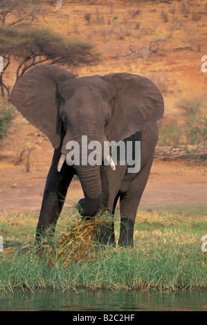 La savane africaine ou Bush Elephant (Loxodonta africana) Banque D'Images