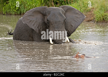 Bush africain Elephant (Loxodonta africana) et d'un Hippopotame (Hippopotamus amphibius) dans l'eau, Banque D'Images