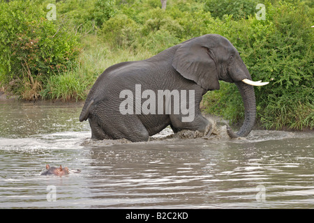 Bush africain Elephant (Loxodonta africana) et d'un Hippopotame (Hippopotamus amphibius) dans l'eau, Banque D'Images