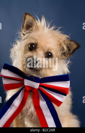 Portrait d'un chien patriotique avec Bow Tie complète Banque D'Images