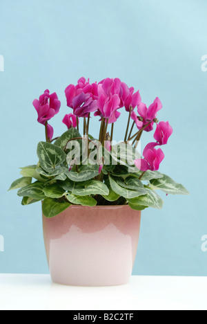 Cyclamen (Cyclamen persicum), plante en pot, Heddesheim, Allemagne Banque D'Images