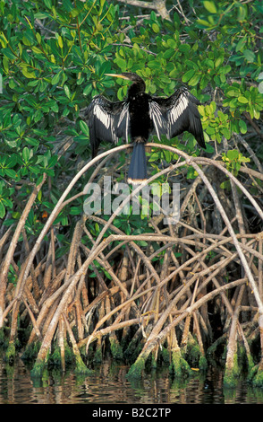 Anhinga, Snakebird, American vert ou à l'eau Turquie (Anhinga anhinga), Everglades, Florida, USA Banque D'Images