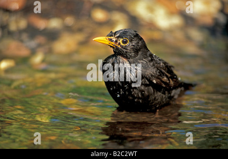 Eurasienne ou commune Blackbird (Turdus merula), mâle adulte, natation, Heddesheim, Allemagne Banque D'Images