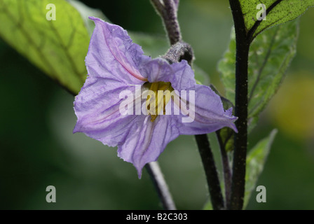 Aubergine ou l'aubergine (Solanum melogena), Blossom Banque D'Images