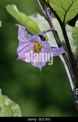 Aubergine ou l'aubergine (Solanum melogena), Blossom Banque D'Images