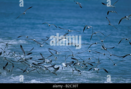 Rire Les goélands (Larus atricilla), Tobago, Trinité-et-Tobago, des Caraïbes Banque D'Images