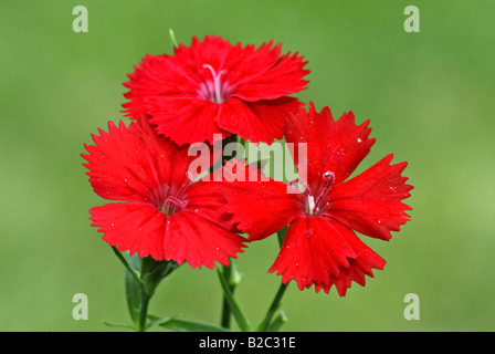 Sweet William (Dianthus barbatus), fleurs, Heddesheim, Bade-Wurtemberg, Allemagne, Europe Banque D'Images