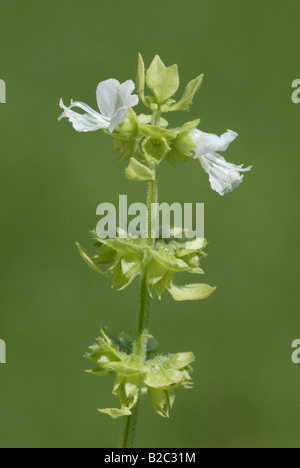 Basilic (Ocimum basilicum), fleurs, Heddesheim, Bade-Wurtemberg, Allemagne, Europe Banque D'Images