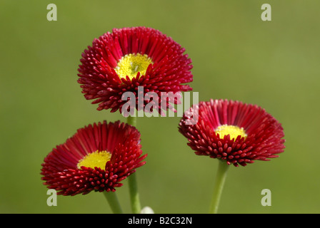 Daisy, Daisy pelouse commune (Bellis perennis), forme cultivée, Heddesheim, Allemagne Banque D'Images