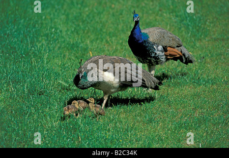 Ou indiennes (Pavo cristatus paons commun), Peacock, peahen et les poussins Banque D'Images