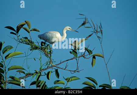 Little Blue Heron (Egretta caerulea), jeune oiseau dans un arbre, Everglades, Florida, USA Banque D'Images