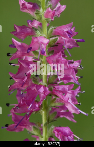 Véronique enrichis de floraison (Veronica spicata), l'Allemagne, de l'Europe Banque D'Images