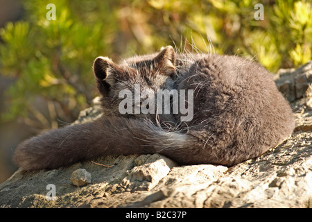 Young Arctic Fox or White Fox or Snow Fox (Vulpes lagopus), juvenile coat, fur, resting on a rock in summer, USA Banque D'Images