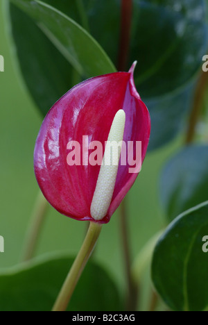 Flamingo Lily (genre Anthurium ), fleurs Banque D'Images