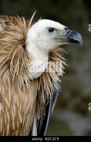 Vautour fauve, eurasiennes ou vautour fauve (Gyps fulvus), adulte, portrait Banque D'Images