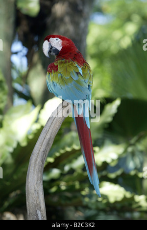 Ara à ailes vertes ou rouge et vert Macaw (Ara chloroptera), adulte, originaire de l'Amérique du Sud Banque D'Images