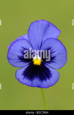 Pansy cornu (Viola Cornuta), Blossom Banque D'Images