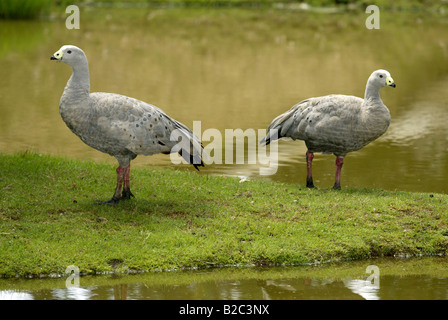 Oies de Cape Barren (Cereopsis novaehollandiae), des profils, de l'Australie Banque D'Images