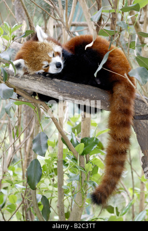 Panda rouge ou moins, Firefox (Ailurus fulgens fulgens), chambre adulte, originaire d'Asie, Chine Banque D'Images