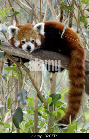 Panda rouge ou moins, Firefox (Ailurus fulgens fulgens), le repos des profils, originaire d'Asie, Chine Banque D'Images