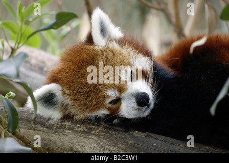 Portrait d'un panda rouge ou moins, Firefox (Ailurus fulgens fulgens), le repos des profils, originaire d'Asie, Chine Banque D'Images