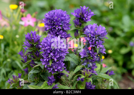 Bellflower Campanula glomerata (En cluster), oranger, Germany, Europe Banque D'Images