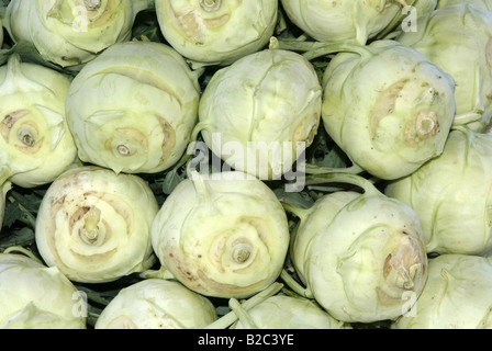 Chou-rave (Brassica oleracea convar. acephala), racine Banque D'Images