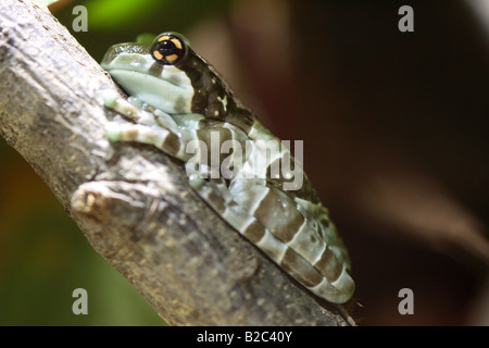 Amazon Grenouille Lait (Trachycephalus resinifictrix), adulte, originaire de l'Amérique du Sud Banque D'Images