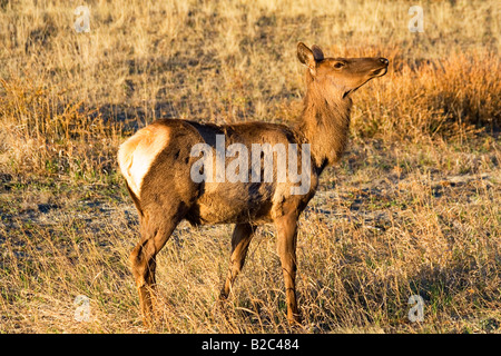 Le wapiti, Wapiti (Cervus canadensis), femme, vache, lumière du matin, Territoire du Yukon, Canada Banque D'Images