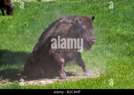 Bison d'Europe (Bison bonasus) secouer la poussière de sa fourrure après un bain de sable, Bull, homme Banque D'Images