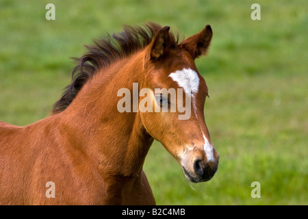 Poulain mâle de Przewalski (Equus przewalskii) Banque D'Images