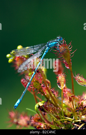 Demoiselle d'Azur (Coenagrion puella) recouvert de gouttes de rosée, capturés dans la feuilles collantes d'un long droséra filiforme (Drosera interm Banque D'Images