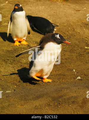 Manchots Papous (Pygoscelis papua) dans l'île Macquarie, antarctique australien Banque D'Images