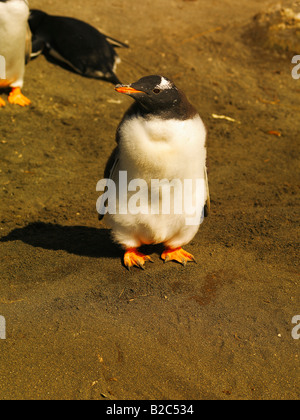 Gentoo pingouin (Pygoscelis papua) dans l'île Macquarie, antarctique australien Banque D'Images