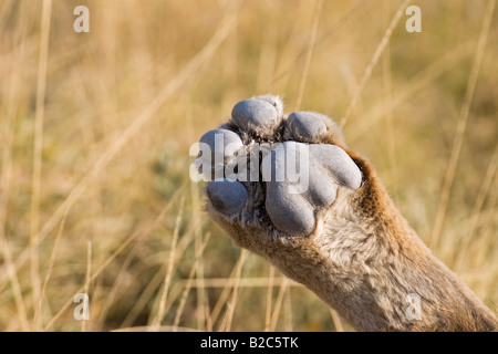 Patte du lion (Panthera leo), Etosha National Park, Namibie, Afrique Banque D'Images