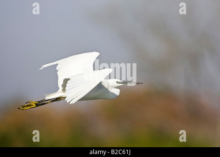 Aigrette garzette (Egretta garzetta) volant au-dessus de l'Okavango, Botswana, Africa Banque D'Images
