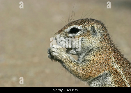 Unstriped ground squirrel (Ha83 rutilus), Etosha National Park, Namibie, Afrique Banque D'Images