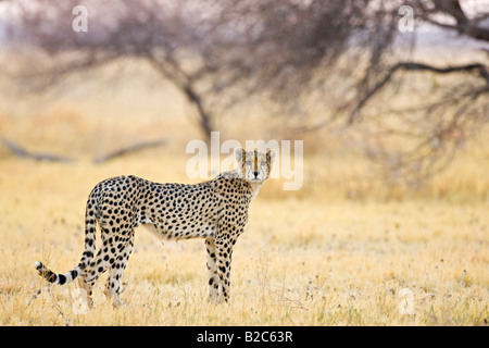 Le Guépard (Acinonyx jubatus), tôt le matin, Nxai Pan, Makgadikgadi Pans National Park, Botswana, Africa Banque D'Images